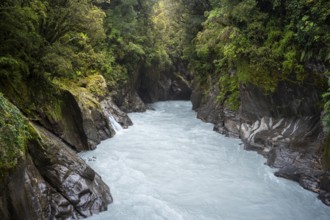 Callery Gorge Walk, Callery River, surrounded by jungle. Westland Tai Poutini National Park, Franz
