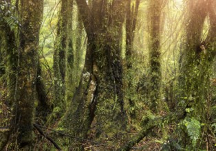 Wooded landscape. tree trunks, mosses, ferns, lichens. Westland Tai Poutini National Park, South
