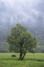 A tree in a meadow with forest and rising clouds in the background. Westland Tai Poutini National