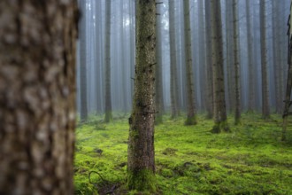 Mossy forest soil with foggy tree trunks and humid atmosphere, Unterhaugstett, Calw district, Black