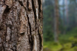 Close-up of tree bark in a blurred forest background, Unterhaugstett, Calw district, Black Forest,