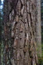 Detailed view of structured tree bark in a forest with a natural atmosphere, Unterhaugstett, Calw