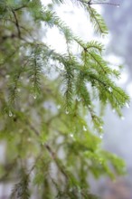 Close-up of pine branches with drops of water in a foggy forest, Unterhaugstett, Calw district,