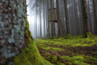 A hunting stand in a foggy, moss-covered forest, Unterhaugstett, Calw district, Black Forest,