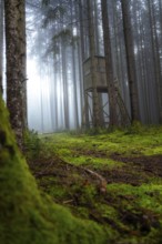 A foggy forest with a hunting stand surrounded by moss, Unterhaugstett, Calw district, Black