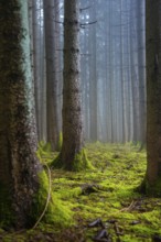Moss-covered tree trunks in a quiet, foggy forest, in muted colors, Unterhaugstett, Calw district,