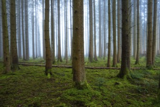 Dense forest with foggy background and moss-covered soil, Unterhaugstett, Calw district, Black