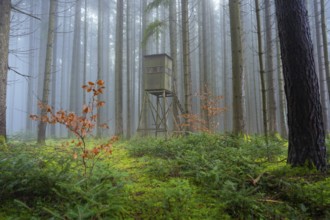 High seat in a foggy forest, surrounded by moss and autumn colors, Unterhaugstett, Calw district,