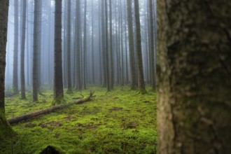 A mossy nature trail through a foggy and quiet forest, Unterhaugstett, Calw district, Black Forest,