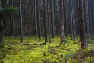 Depth in a dark forest with light shows through the trees, Unterhaugstett, Calw district, Black