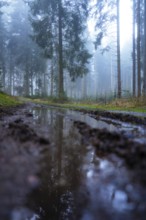 A puddle reflecting trees in a foggy forest, Unterhaugstett, Calw district, Black Forest, Germany