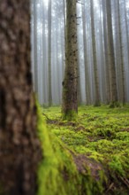 Close-up of a tree trunk with moss in a foggy forest, natural atmosphere, Unterhaugstett, Calw
