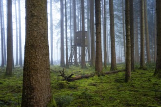 A quiet forest with a hunting stand surrounded by moss-covered trees, Unterhaugstett, Calw