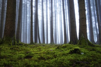 A quiet, moss-covered forest with tall trees in fog, Unterhaugstett, Calw district, Black Forest,