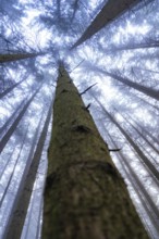 Vertical perspective of tall trees rising into foggy sky, Unterhaugstett, Calw district, Black