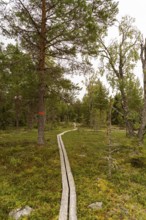 A peaceful wooden path meanders through a dense, lush forest in Sweden, surrounded by vibrant