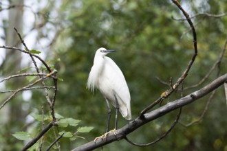 A serene little egret stands on a branch surrounded by dense foliage. Its pure white feathers