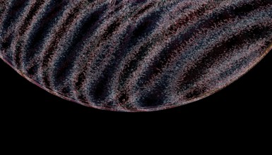 A detailed, abstract close-up of a textured shell pattern, showcasing intricate lines and curves in