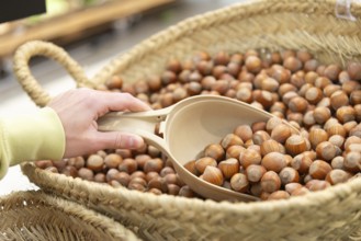 Cropped unrecognizable hands woman in a supermarket carefully selects fresh hazelnuts using a