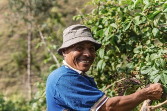 A cheerful farmer picks ripe blackberries on a sunny day in the lush Colombian countryside,