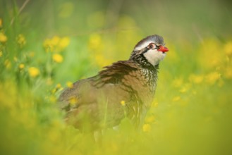 Red-legged partridge stands alert among bright yellow flowers in a lush meadow The vivid colors and