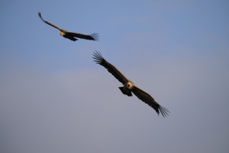 Two majestic griffon vultures gracefully soar above Alicante, Spain, showcasing their impressive