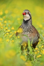 A striking red-legged partridge stands amidst a lush field of vibrant yellow wildflowers,