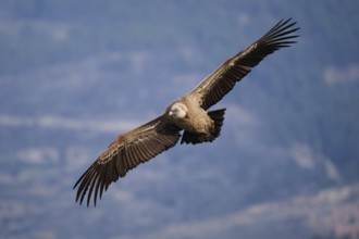 A close-up of a griffon vulture soaring effortlessly over scenic valleys, its detailed plumage and