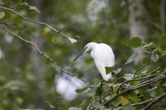 A majestic Little Egret stands elegantly on a branch surrounded by lush green leaves, showcasing