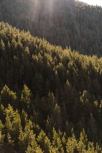 A dense and serene pine forest illuminated by the golden hour sunlight cascading through the trees,