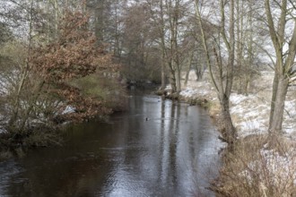 Alders (Alnus glutinosa) on the bank of a tributary of the Wümme, Fischerhuder Wümmeniederung,