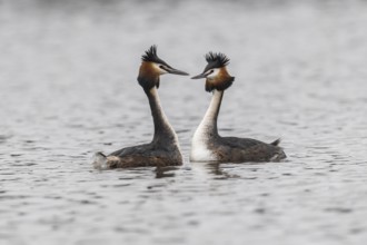 Great Crested Grebe (Podiceps Scalloped ribbonfish), courtship display, Emsland, Lower Saxony,