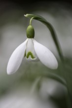 Snowdrop (Galanthus nivalis), Emsland, Lower Saxony, Germany