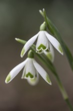 Snowdrop (Galanthus nivalis Viridipicis), Emsland, Lower Saxony, Germany