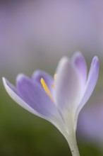 Elfin crocus (Crocus tommasinianus), Emsland, Lower Saxony, Germany
