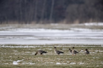Bean geese (Anser fabalis), Lower Saxony, Germany