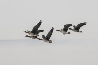 Bean geese (Anser fabalis), flying, Lower Saxony, Germany