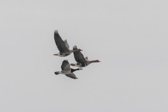 White-fronted Geese (Anser albifrons) and White-fronted Goose (Branta leucopsis), Lower Saxony,