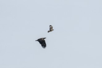 White-tailed eagle (Haliaeetus albicilla) and common buzzard (Buteo buteo), Lower Saxony, Germany