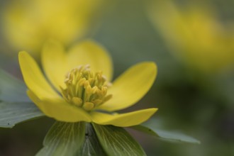 Winter aconites (Eranthis hyemalis), Emsland, Lower Saxony, Germany