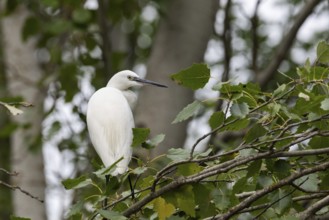 A majestic Little Egret stands elegantly on a branch surrounded by lush green leaves, showcasing