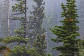 Misty evergreens stand tall amidst fog in a tranquil Colorado forest, capturing the serene essence