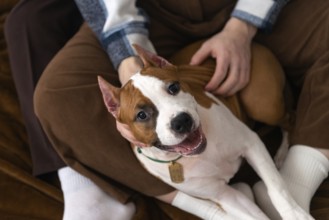From above top view a cropped unrecognizable couple enjoys time with their cheerful Staffordshire