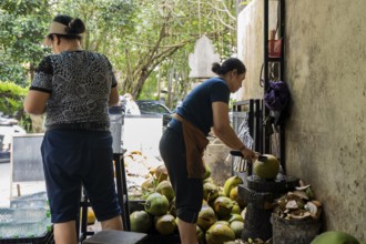 Two women prepare coconuts at a street stall, using a machete to open them. Fresh coconuts pile in