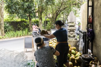 Two women open coconuts on a lively tropical street. Surrounded by greenery and motorbikes, the