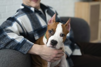 A cropped unrecognizable man in a flannel shirt holds a white and tan dog in a cozy home setting,