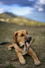 A playful dog lies in a grassy field in Greece, chewing on a stick. The backdrop features beautiful