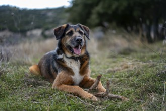 A content dog lies on the lush grass of a serene Greek field, holding a stick. The tranquil setting