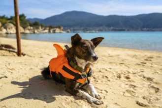 A dog wearing a bright orange life jacket relaxes on a pristine sandy beach in Greece, with clear