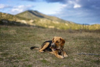 A brown and black dog lies on grass, chewing a stick against a backdrop of Greek mountains. The
